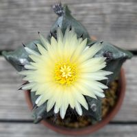 鸞鳳玉,アストロフィツム複隆鸞鳳玉,多肉植物,ダイソー,開花の画像