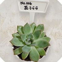 花うらら,Succulents,多肉植物,エケベリア属,たにももの画像