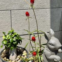 ガジュマル,千日紅 ストロベリーフィールド,千日紅 ストロベリーフィールド,センニチコウ ストロベリーフィールド,センニチコウ ストロベリーフィールドの画像