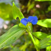 ジギタリス,ツユクサ,三尺 バーベナ,花のある暮らし,夏野菜の画像