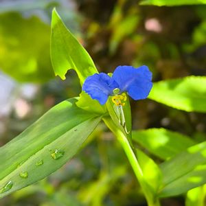 ジギタリス,ツユクサ,三尺 バーベナ,花のある暮らし,夏野菜の画像