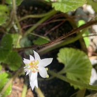 ユキノシタの画像