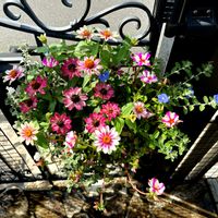 寄せ植え,夏の花,玄関アプローチ,庭の画像