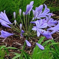 アガパンサス,トレニア,ブルーサルビア,紫の花,青い花の画像