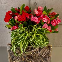 ハナキリン,流木,寄植え,投げ入れ,お花屋さんの画像