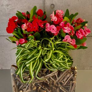 ハナキリン,流木,寄植え,投げ入れ,お花屋さんの画像