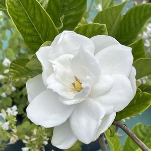 クチナシの画像