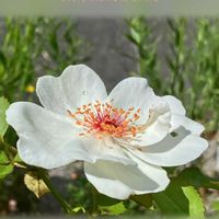 ニゲラ,ネメシア,ブッドレア,薔薇,ビオラの画像