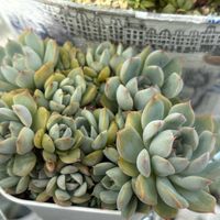 ラブリーローズ,だるま姫秀麗xスプリングワンダー,多肉植物,多肉植物のある暮らし,葉挿しっ子の画像