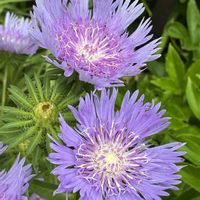 ストケシア,ストケシア,公園,鉢植え,花壇の画像