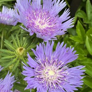 ストケシア,ストケシア,公園,鉢植え,花壇の画像