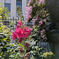 サルスベリ,ふよう,夏の花,庭園,みんな元気で！の画像