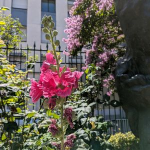 サルスベリ,ふよう,夏の花,庭園,みんな元気で！の画像