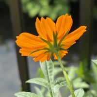 キバナコスモス,ビタミンカラー,ありがとうおめでとう,可能性は無限大,I love the Earth.の画像