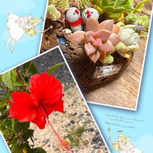 ハイビスカス,ヒマワリ,ハオルチア,多肉植物 寄せ植え,向日葵の画像
