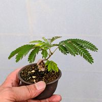 合歓の木,盆栽,ミニ盆栽,盆栽苗木,まめ盆栽の画像