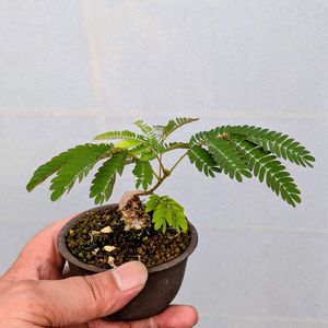 合歓の木,盆栽,ミニ盆栽,盆栽苗木,まめ盆栽の画像