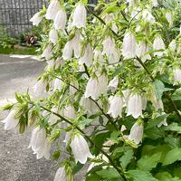 ホタルブクロの画像