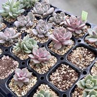 エケベリア,多肉植物,エケベリア属,多肉植物 エケベリア,ベランダ多肉の画像