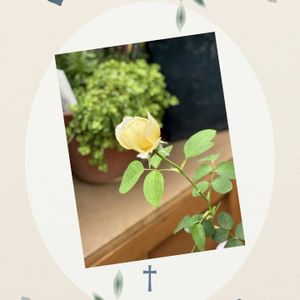 花のある暮らし,緑のある暮らし,可愛い蕾,いつも笑顔で〜〜♡,GS皆様ありがとうの画像