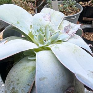 エケベリア,カンテ,エケベリア交配種,多肉植物,エケの画像
