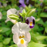 コリウス,トレニア,鉢植え,かわいい花,おでかけ先の画像