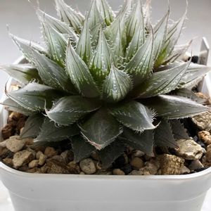 ハオルチア,多肉植物,ハオルチア属,多肉植物のある暮らし,吉田園芸部の画像