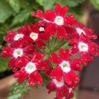 バーベナ,レンガ,紅白の花,紅白花合戦,雨粒を纏って、、、の画像