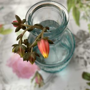 エケベリア,多肉植物,花芽,かわいい♡の画像