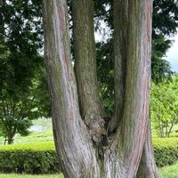 サクラ,スギ,スギ,桜の木,お出かけ先の画像