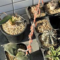 キルタンサス スピラリス,ダルマ臥牛,多肉植物,ガステリア,球根植物の画像