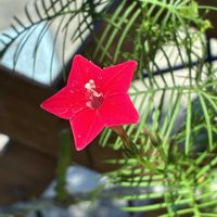 ルコウソウ,かわいい,きれい,花のある暮らし,いやし♡の画像