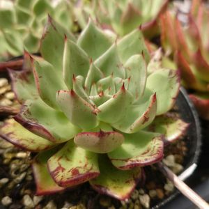 多肉植物,エケベリア属,実生,交配種,多肉大好きの画像
