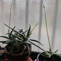 アロエの画像