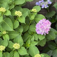 花壇,ピンク,マンションの画像
