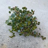 ピレア,ピレア ディプレッサ,観葉植物,ダイソー,ピレア属の画像
