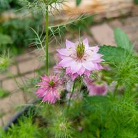 ニゲラ,花のある暮らし,宿根草の庭,旭川,小さな庭の画像