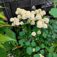 フィーバーヒュー,マトリカリア,花のある暮らし,宿根草の庭,旭川の画像