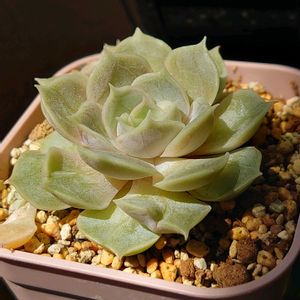 オウンスロー,多肉植物,多肉初心者,ベランダ多肉,100均多肉の画像