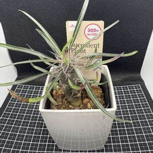 多肉植物,ダイソー,コーデックス,パキポディウム属,パキポディウム　ラメリーの画像