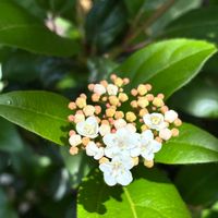 ビバーナム ティヌス,ビバーナム ティヌス,癒し,花のある暮らし,iPhone撮影の画像