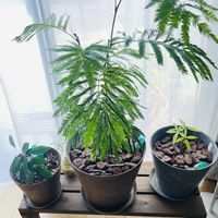 エバーフレッシュ,観葉植物,エバーフレッシュ☆,観葉植物を楽しむ,植物大好きの画像