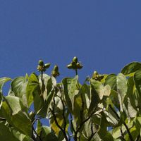 ハナミズキ,樹木の画像