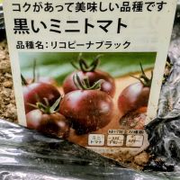 トマト,夏野菜,珍しい植物,おうち園芸,家庭菜園の画像
