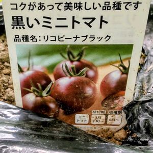 トマト,夏野菜,珍しい植物,おうち園芸,家庭菜園の画像
