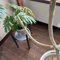 ウンベラータ,わが家の観葉植物❢の画像
