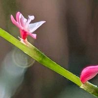 オモト,フランネルソウ,万年青,ミズヒキ,リクニス(フランネルソウ)の画像