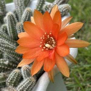 サボテンの花,6/11の画像