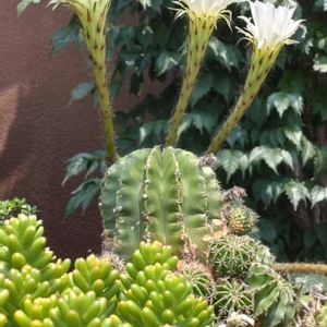 エルネスティ,トリカラー,養老,短毛丸,キングスターの画像