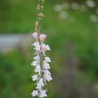 宿根リナリア,宿根リナリア プルプレア,シャスターデージー,花壇,白い花の画像